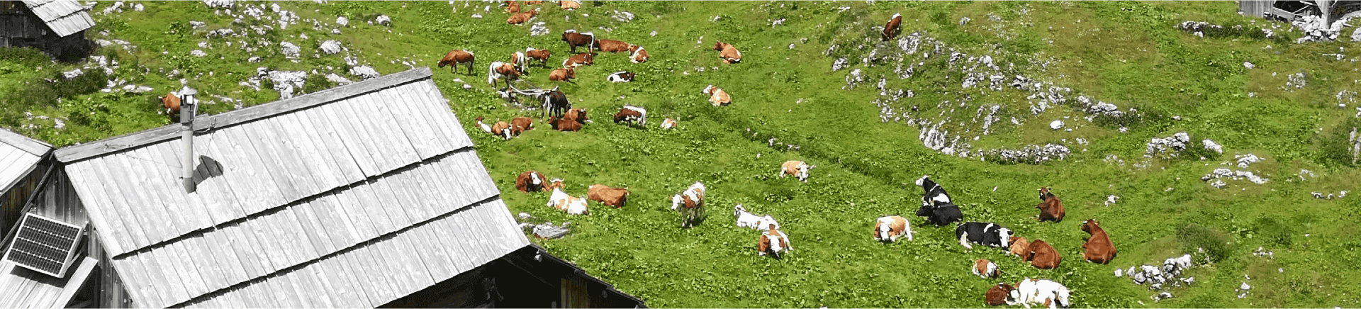 novi pravopisni predlogi, pravopis, krave, Velika planina, pašnik